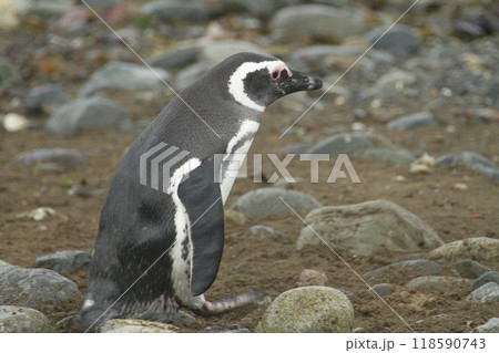 Penguins in Patagonia Penguins in Patagonia 118590743