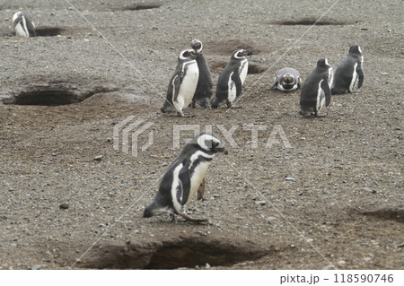 Penguins in Patagonia 118590746