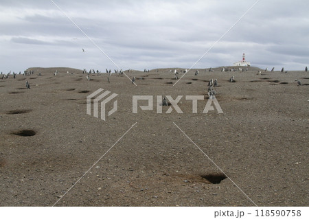Penguins in Patagonia Penguins in Patagonia 118590758
