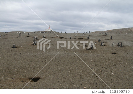 Penguins in Patagonia 118590759