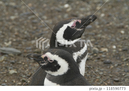 Penguins in Patagonia 118590773