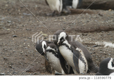 Penguins in Patagonia 118590779