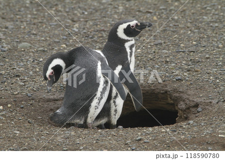 Penguins in Patagonia Penguins in Patagonia 118590780