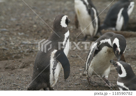 Penguins in Patagonia 118590782