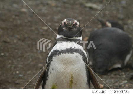Penguins in Patagonia Penguins in Patagonia 118590785