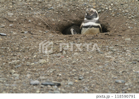 Penguins in Patagonia 118590791