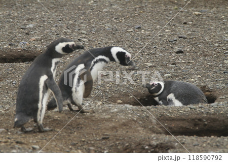 Penguins in Patagonia 118590792