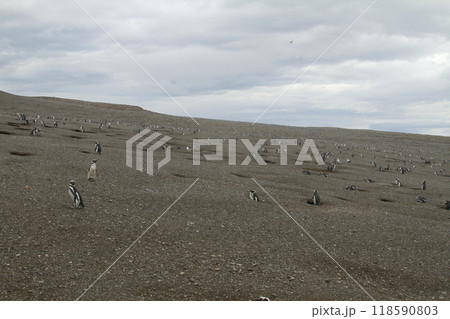 Penguins in Patagonia Penguins in Patagonia 118590803