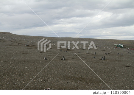 Penguins in Patagonia 118590804