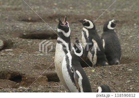 Penguins in Patagonia 118590812