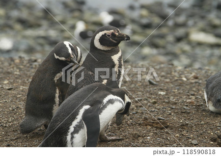 Penguins in Patagonia 118590818