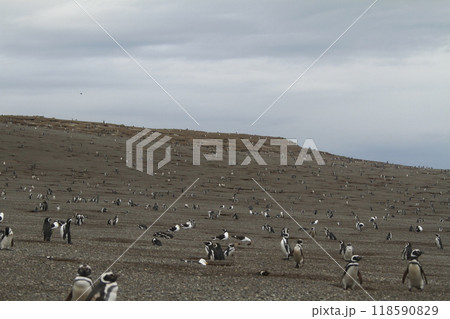 Penguins in Patagonia 118590829