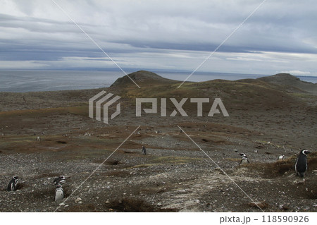 Penguins in Patagonia Penguins in Patagonia 118590926