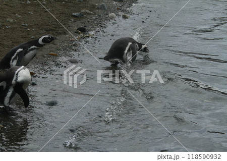 Penguins in Patagonia 118590932