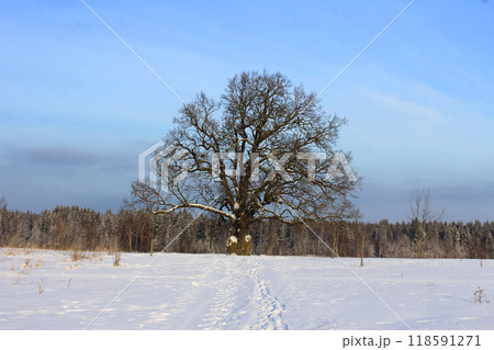 an oak tree with a lush crown in winter. The concept of natural monuments, taking care of nature. 118591271