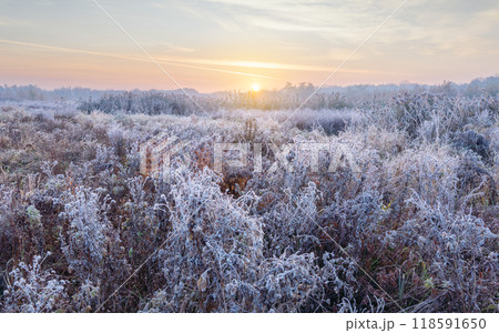 Morning autumn frosts 118591650
