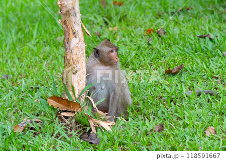 A macaque monkey is sitting on the green grass ready to climb a tree trunk 118591667