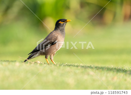 Common myna bird walking on green grass in a park. Acridotheres tristis 118591743