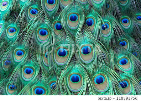 colorful of peacock feathers as background, top view colorful of peacock feathers as background, top view 118591750