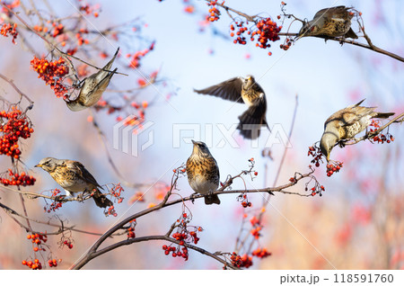 Group of birds feeding  berries on rowan tree. The mistle thrush or Fieldfare, Turdus pilaris 118591760