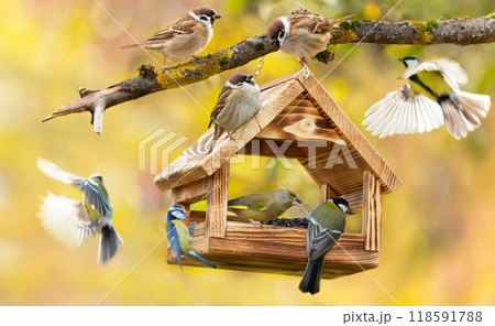 Little birds feeding on a bird feeder with sunflower seeds on autumn background. Great tit, blue tit, sparrow, greenfinch Little birds feeding on a bird feeder with sunflower seeds on autumn background. Great tit, blue tit, sparrow, greenfinch 118591788