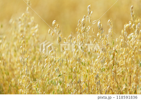 Field of ripening oats. Close up of oats ears 118591836
