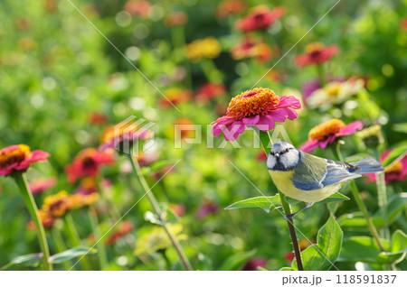 little bird perching on zinnia flower in a garden. Blue tit. Summer time 118591837