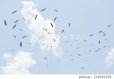 Flock of birds in flight.  Flock of storks flies at blue sky 118591838