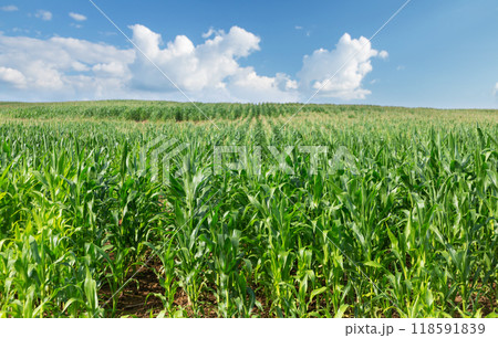 Field of ripening corn. Corn field in sunny day. Rural landscape 118591839