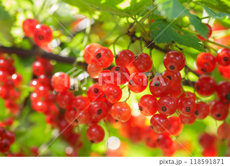 branch of fresh ripe red currant on bush branch of fresh ripe red currant on bush 118591871