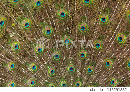 Peacock tail with open feathers as background 118591885