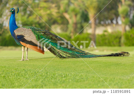 colorful peacock walking on green grass in a park 118591891