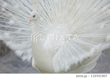 white peacock with open tail feathers white peacock with open tail feathers 118591907