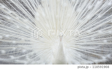 white peacock with open tail feathers as background white peacock with open tail feathers as background 118591908
