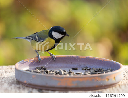 Bird feeding on a bird feeder with sunflower seeds. Great tit 118591909