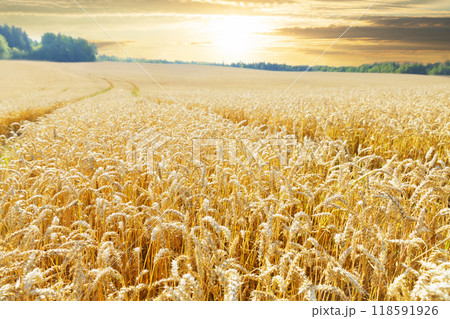Field of ripening wheat. Close up of wheat ears. Sunrise or sunset time. Rural landscape 118591926
