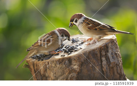 Little birds feeding on a bird feeder with sunflower seeds. Sparrow. Passer montanus. 118591939