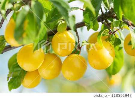Ripening yellow plums hanging on a tree in garden Ripening yellow plums hanging on a tree in garden 118591947