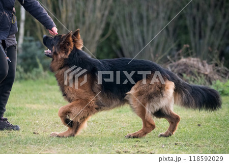 German shepherd dog is playing with owner 118592029