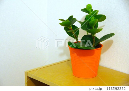 丸い葉が特徴的なペペロミアの鉢 118592232