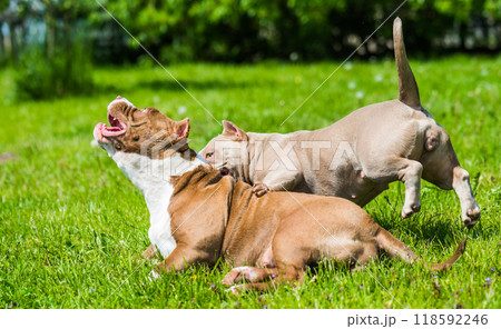 American Bully puppies dogs are playing on nature American Bully puppies dogs are playing on nature 118592246