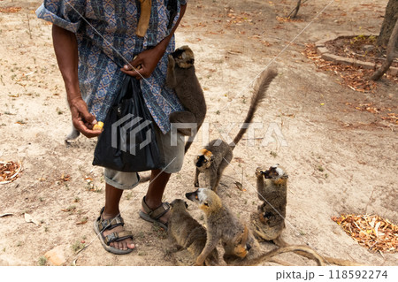 brown lemurs takes food from a man's hand in Madagascar 118592274