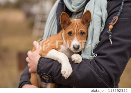 Red Basenji puppy dog is sitting on the hands of the owner. 118592532