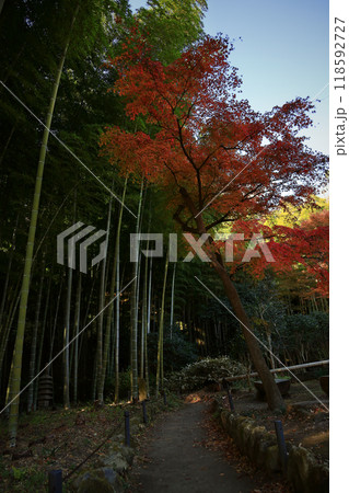 竹林とイロハモミジの紅葉の彩りが美しい日本庭園 竹林とイロハモミジの紅葉の彩りが美しい日本庭園 118592727