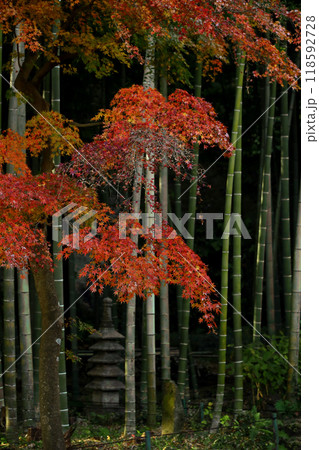 竹林とイロハモミジの紅葉の彩りが美しい日本庭園 118592728