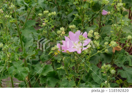 Mallow plant. Hollyhocks in gardening. Medicine wildflowers in meadow. Cottage garden. 118592820
