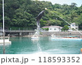 水族館のイルカ 118593352