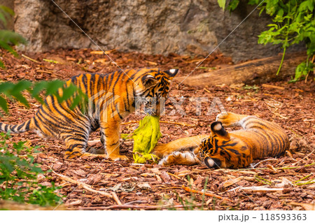 Sumatran tiger family with two little cubs Sumatran tiger family with two little cubs 118593363
