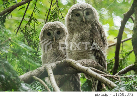 Close up great gray owl Close up great gray owl 118593372