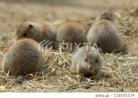 Prairie dogs herbivorous burrowing ground squirrels Prairie dogs herbivorous burrowing ground squirrels 118593374